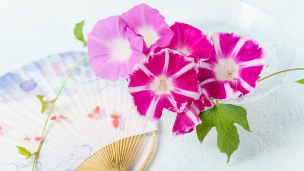 夏季休業のお知らせ